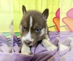 Small Photo #24 Siberian Husky Puppy For Sale in DEARBORN, MO, USA