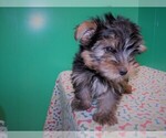 Small Photo #1 Yorkshire Terrier Puppy For Sale in PATERSON, NJ, USA