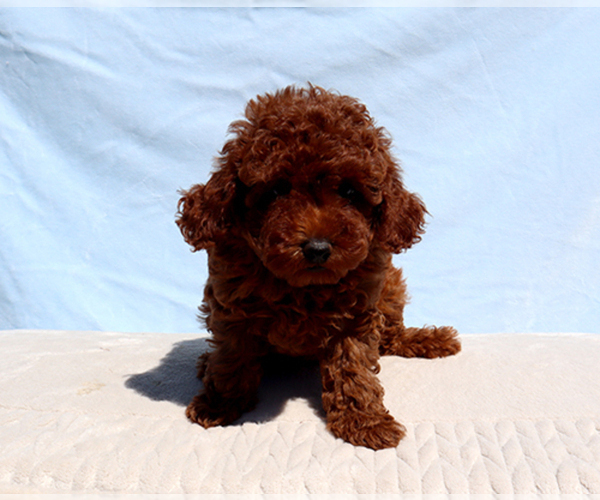 Medium Photo #1 Poodle (Toy) Puppy For Sale in LOS ANGELES, CA, USA