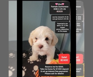Havanese-Zuchon Mix Puppy for sale in TUCSON, AZ, USA