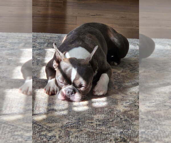 Medium Photo #1 Boston Terrier Puppy For Sale in ROANOKE RAPIDS, NC, USA