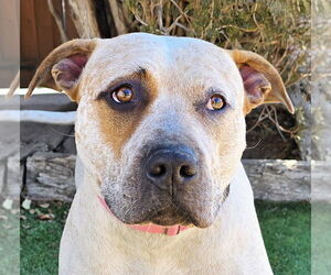 American Staffordshire Terrier-Mastiff Mix Dogs for adoption in Albuquerque, NM, USA