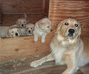 Father of the Golden Retriever puppies born on 11/05/2021