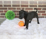 Small Photo #3 Great Dane Puppy For Sale in GOSHEN, IN, USA