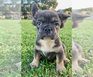 French Bulldog Puppy for sale in COCOA, FL, USA