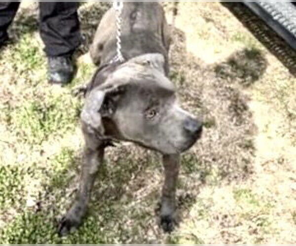 Medium Photo #2 Mutt Puppy For Sale in Houston, TX, USA