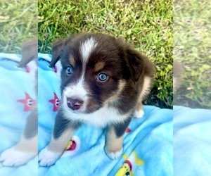 Australian Shepherd Puppy for sale in MOSELLE, MS, USA