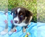 Image preview for Ad Listing. Nickname: Brody