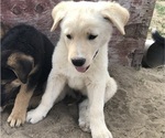 Puppy 1 Anatolian Shepherd-Labrador Retriever Mix