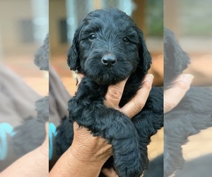 Labradoodle Puppy for sale in CENTRAL, SC, USA