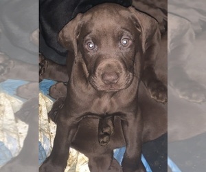 German Shorthaired Lab Puppy for sale in PORT HAYWOOD, VA, USA