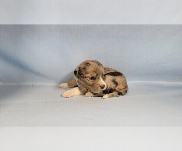 Medium Photo #7 Bernedoodle (Miniature) Puppy For Sale in BLACK FOREST, CO, USA