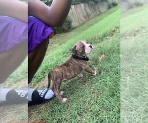 American Bully Puppy for sale in VIRGINIA BCH, VA, USA