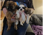 Small Shih Tzu