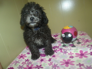 Poodle (Toy) Puppy for sale in PATERSON, NJ, USA