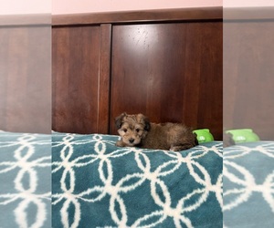 Yorkshire Terrier Puppy for sale in BENSON, NC, USA