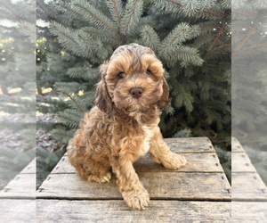 Cockapoo Puppy for sale in MIDDLEBURY, IN, USA