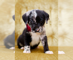 Small Photo #3 Catahoula Leopard Dog Puppy For Sale in WELLMAN, IA, USA