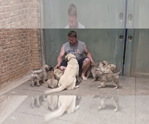Anatolian Shepherd-Great Pyrenees Mix Puppy for sale in LOSANTVILLE, IN, USA