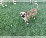 Small Chihuahua Mix