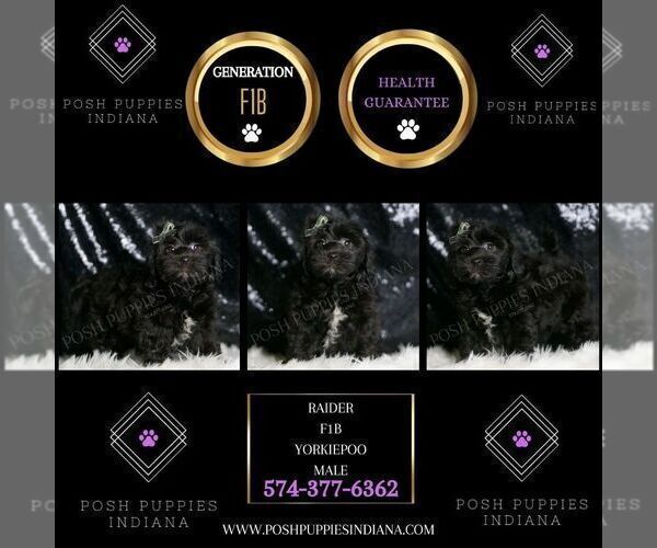 Medium Photo #140 YorkiePoo Puppy For Sale in WARSAW, IN, USA