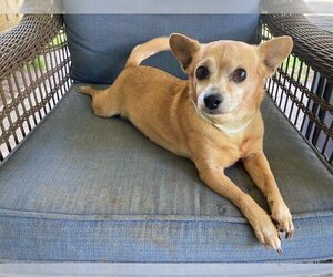 Chihuahua-Unknown Mix Dogs for adoption in Denton, TX, USA