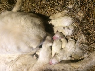 Great Pyrenees Puppy for sale in COLUMBUS, NE, USA
