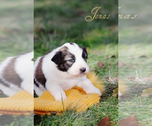 Australian Shepherd-Great Pyrenees Mix Puppy for sale in BARRY, TX, USA
