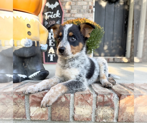 Medium Photo #1 Australian Cattle Dog Puppy For Sale in GREENFIELD, IN, USA