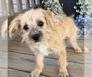 Morkie Puppy for sale in WILLIAMSBURG, IN, USA