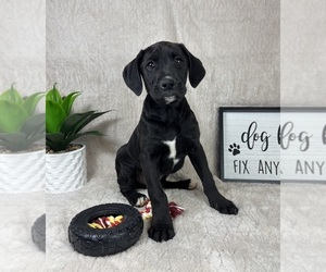 Boxador Puppy for sale in FRANKLIN, IN, USA