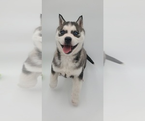 Siberian Husky Puppy for sale in GOSHEN, IN, USA