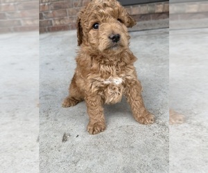 Goldendoodle (Miniature) Puppy for sale in MOUNTAIN GROVE, MO, USA