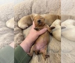 Puppy Oakley Dachshund