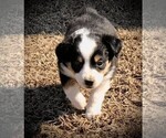 Small Photo #12 Miniature Australian Shepherd Puppy For Sale in HOWE, OK, USA