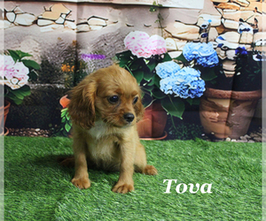 Cavalier King Charles Spaniel Puppy for sale in CHANUTE, KS, USA