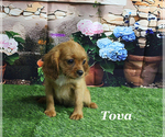 Image preview for Ad Listing. Nickname: Tova