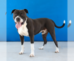 Small #1 American Staffordshire Terrier