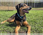 Small #1 Black and Tan Coonhound-Doberman Pinscher Mix