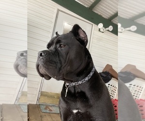 Mother of the Cane Corso puppies born on 09/11/2025