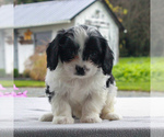 Small Photo #3 Cavalier King Charles Spaniel-Poodle (Toy) Mix Puppy For Sale in COCHRANVILLE, PA, USA