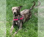 Small #4 Mountain Cur-Whippet Mix