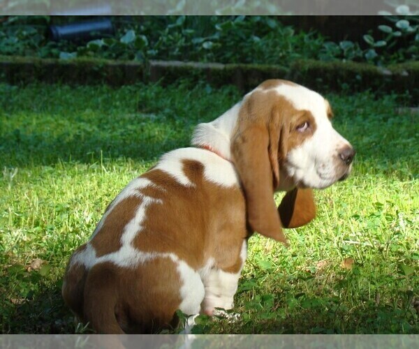 View Ad: Basset Hound Puppy for Sale near Virginia, LANEXA, USA. ADN-616500