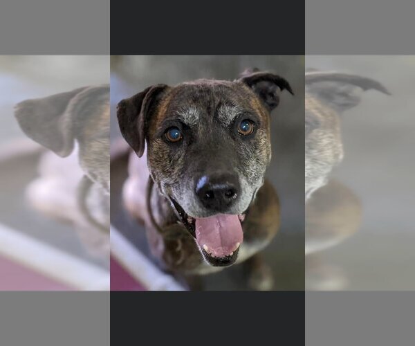 Medium Photo #5 Mutt Puppy For Sale in Calhoun, GA, USA