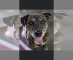 Small #4 Mutt