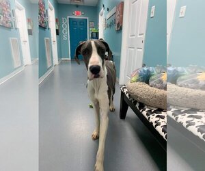 Great Dane Dogs for adoption in Appleton, WI, USA