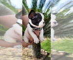 Puppy 3 French Bulldog
