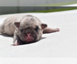 Pug Puppy for sale in PALM COAST, FL, USA