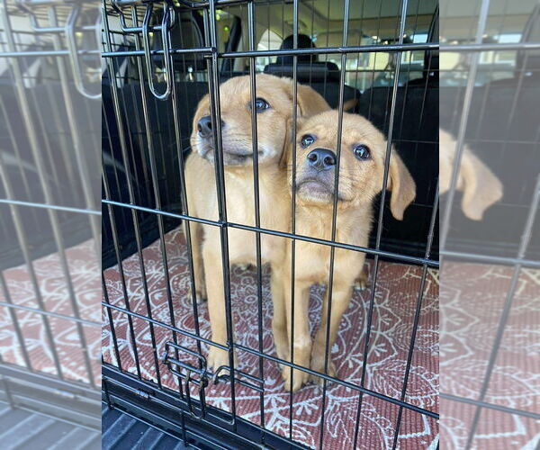 Medium Photo #2 Labrador Retriever-Unknown Mix Puppy For Sale in New York, NY, USA