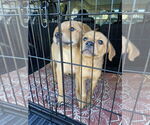 Small #1 Labrador Retriever Mix